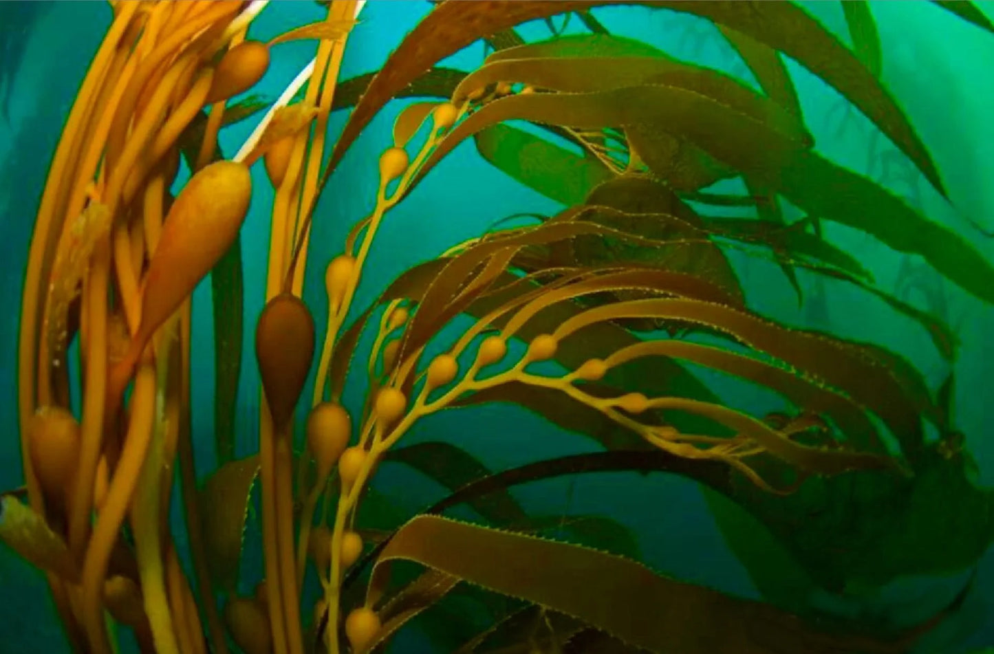 Kelp Powder