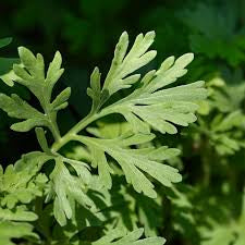Wormwood Tea