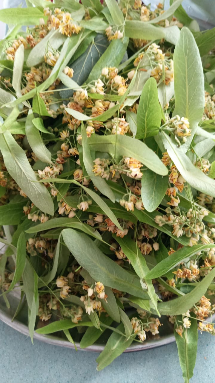 Linden Tea