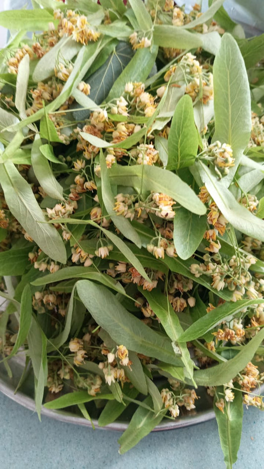Linden Tea