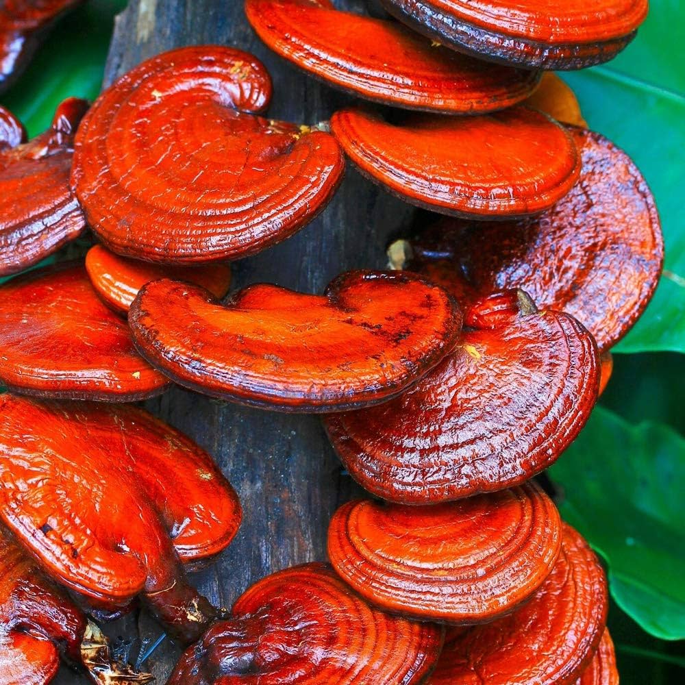 Red Reishi Mushroom Extract Powder