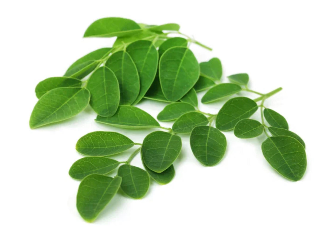 Moringa Powder