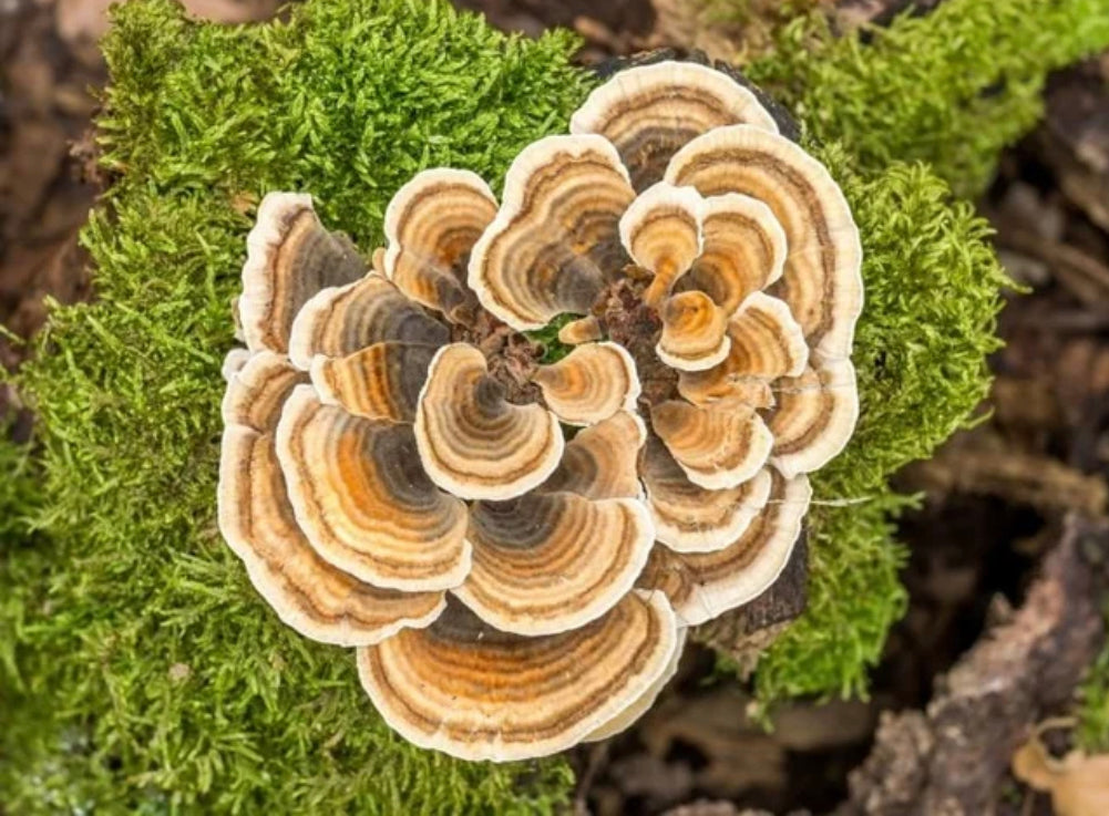 Turkey Tail Mushroom Extract Powder