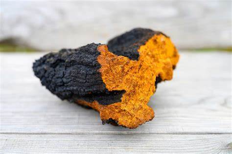 Chaga Mushroom Extract Powder