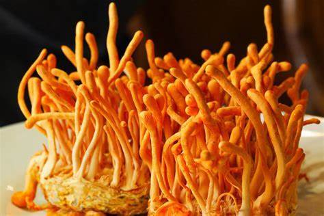 Cordyceps Mushroom Extract Powder