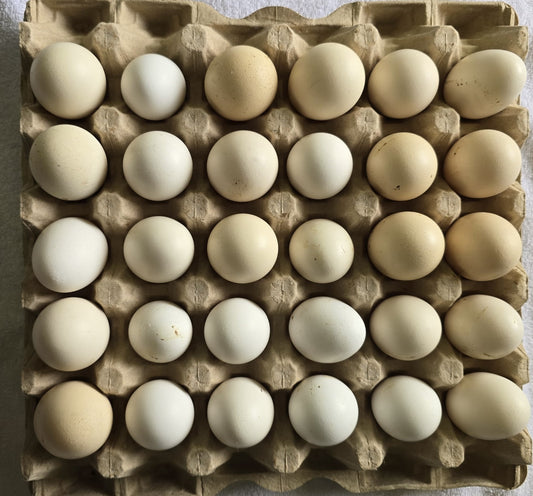 Organic Eggs