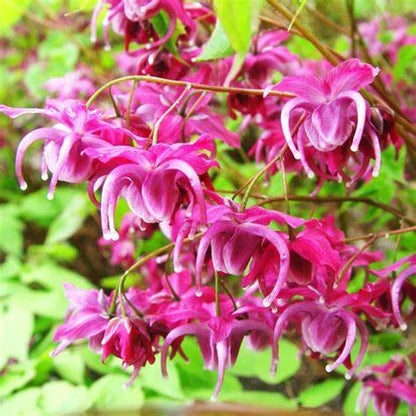 Epimedium Tea