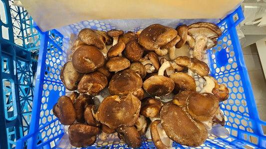 Shitake Mushroom