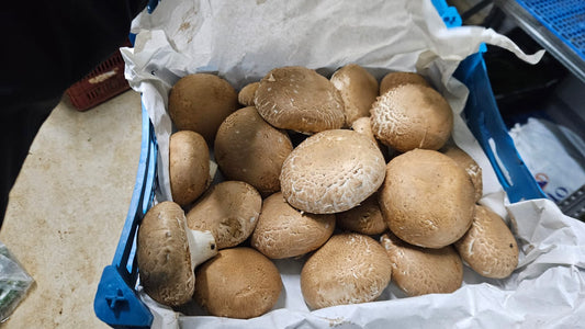 Portobello Mushroom
