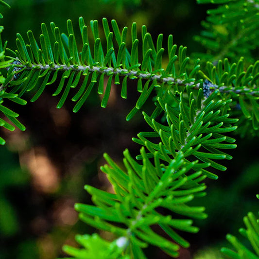 Balsam Fir Oil