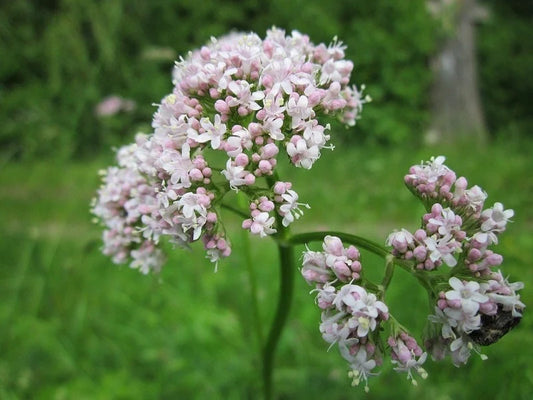 Valerian Root Powder