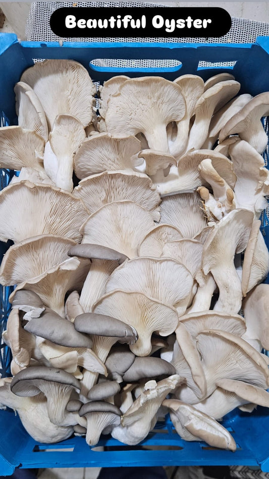 Oyster Mushroom