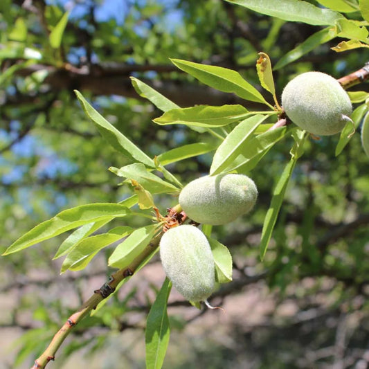 Sweet Almond Oil