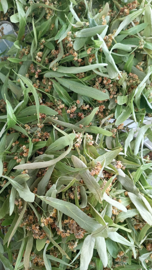 Linden Tea