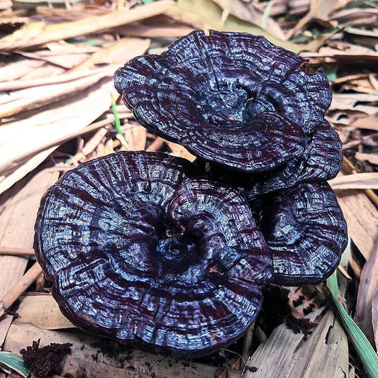 Black Reishi Mushroom Extract Powder