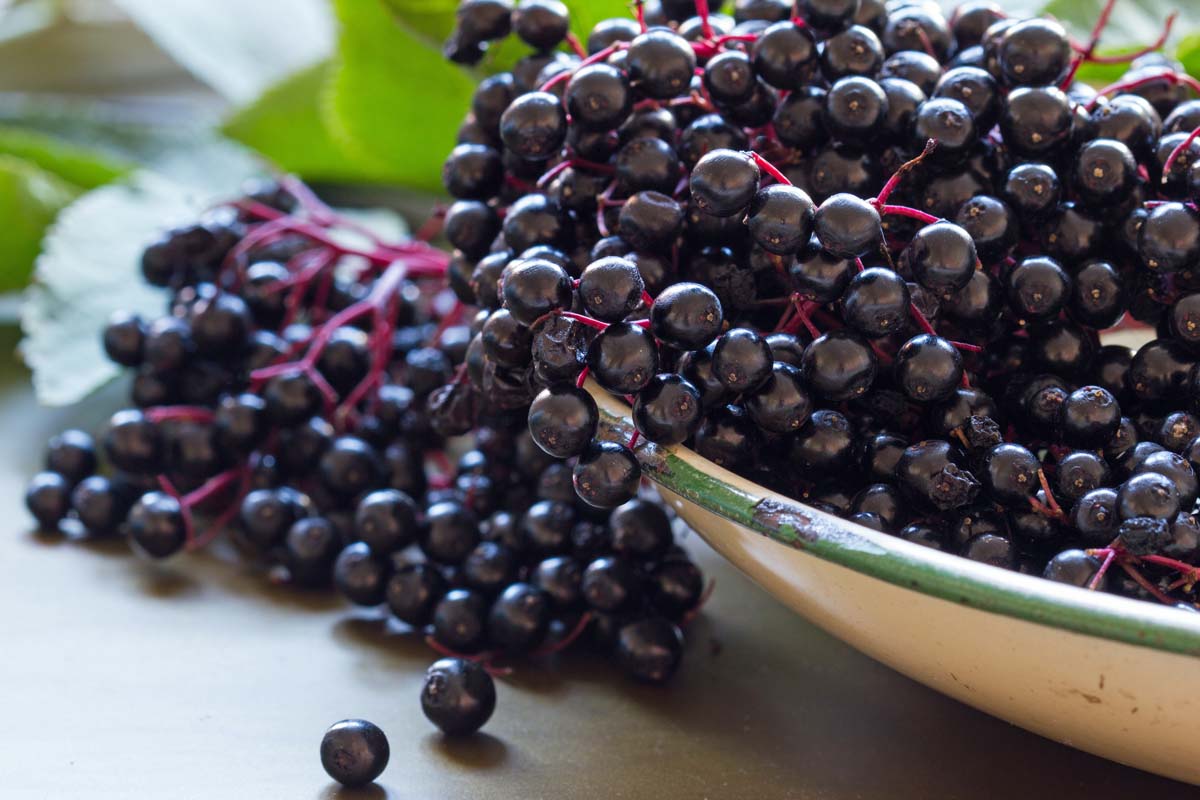 Fresh Elderberry