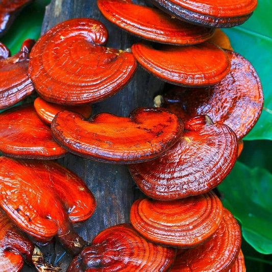 Red Reishi Mushroom Extract Powder