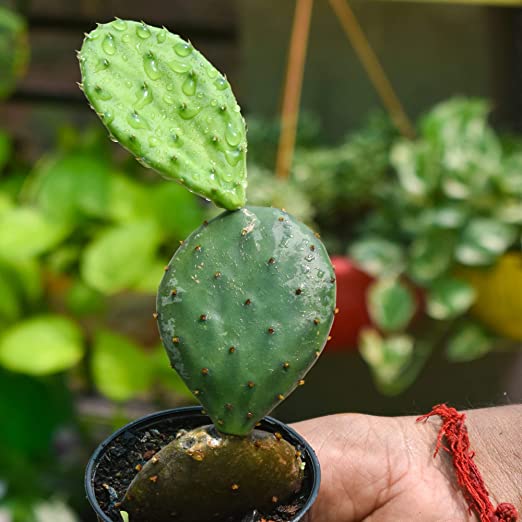 Cactus Plant by Dates and Roots