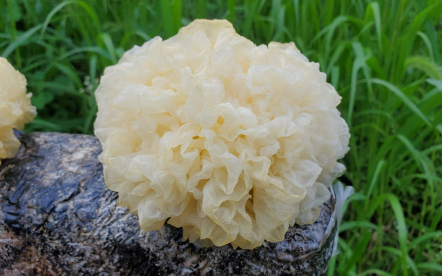 White Fungus Mushroom Powder