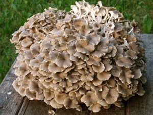 Maitake Mushroom Powder