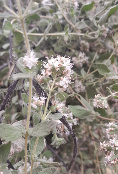 Thyme - Zaatar