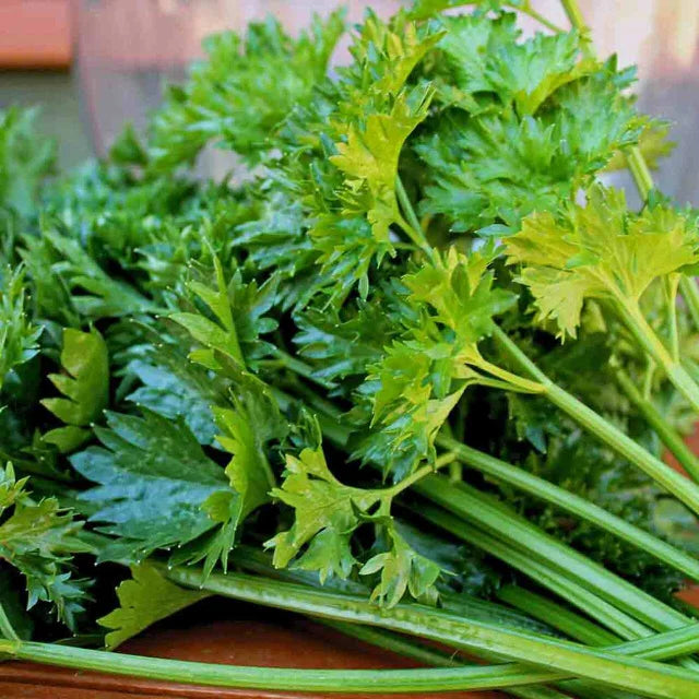 Celery Leaves Powder