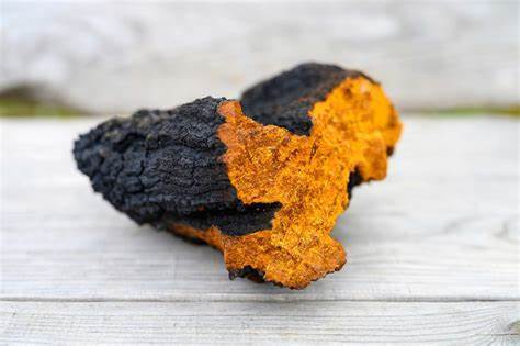 Chaga Mushroom Powder