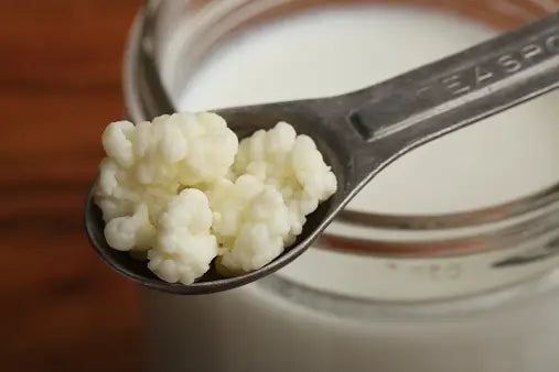 Milk kefir Grains (florets)