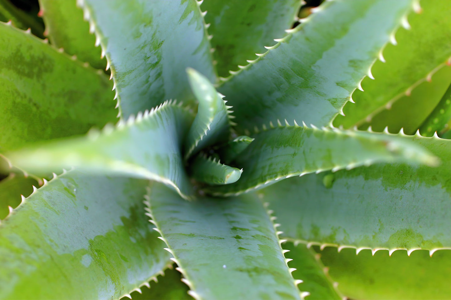 Aloe vera plant by Dates and Roots