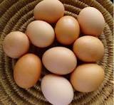 Organic Eggs